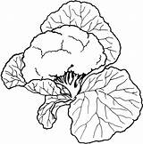 Vegetable Basket Coloring Pages Getcolorings Color sketch template