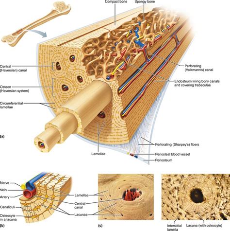 human anatomy  physiology  pearson etext  human anatomy