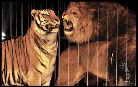 Comparative Pictures Of Tigers And Lions In Lion Vs Tiger