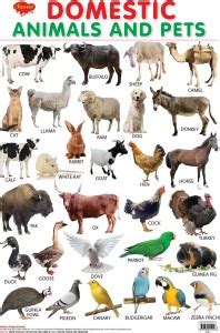 domestic animals  pets hard laminated educational chart  sawan buy domestic animals