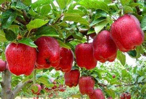 menanam buah apel terlengkap