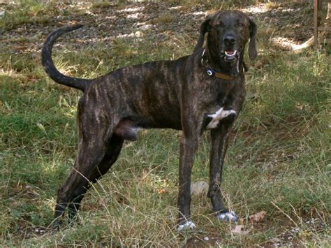 plott hound puppies rescue pictures information temperament