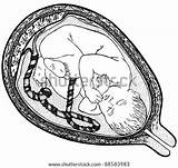 Womb Foetus Embryon Umbilical Vektor Illustrations Illustraties Illustrationen Fetus sketch template