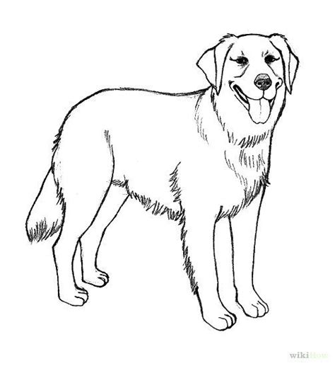 labrador dog coloring pages  getdrawings