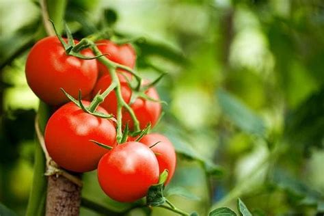 rueyada domates goermek hayatinizin en olgun doeneminde oenuenuezde yeni