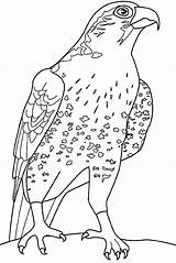 Malvorlagen Falke Ausdrucken Netart Vorlage Falcon Drucken Maerchen Welt Vogel sketch template