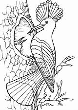 Aves Raskrasil sketch template