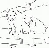 Polar Coloriage Ours Arctic Hellokids Ausmalbilder Polaire Tiere Colorir Banquise Imprimer Arktis Petit Urso Cherry sketch template