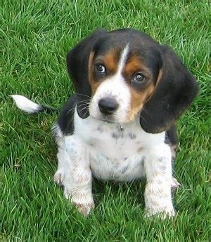 pocket beagle dog breed information  pictures