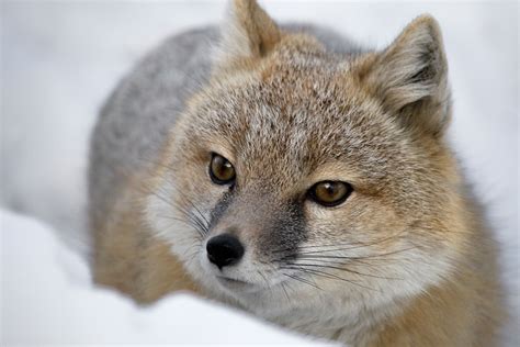 swift fox    canadas  wildlife recovery stories