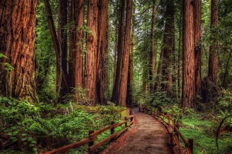 los hermosos bosques de secuoyas gigantes en california maravillas