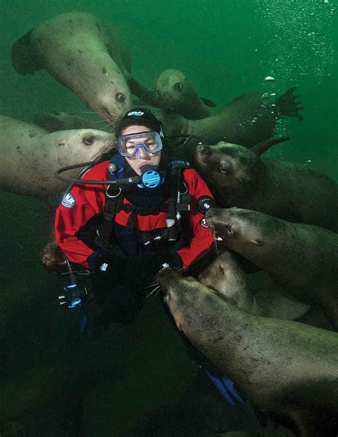 sea lions   sea lionsdrive  dive cold water diving  british columbia scuba diving