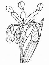 Iris Flower Coloring Pages Print Popular Library sketch template