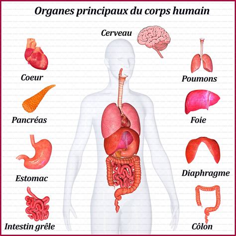 schema organes corps humain