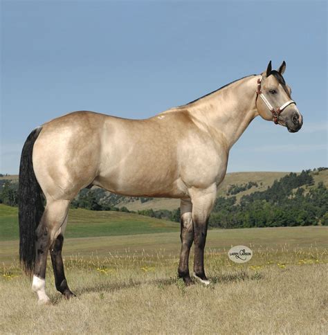 smooth guy stallion register horses quarter horse stallion buckskin horse