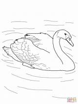 Swan Pond Coloring Mute Pages Animals Drawing Duck Printable Drawings Supercoloring Easy Color Getdrawings Swans Getcolorings Schwan Largest sketch template