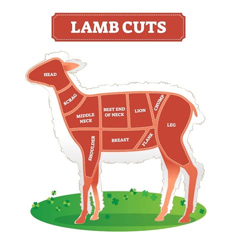 premium vector lamb cut diagram scheme  cooking meat