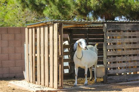 goat housing      great goat shelter biographypedia