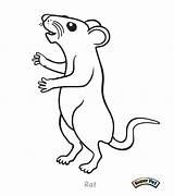 Rat Coloring Pages Cartoon Rats Cute Kangaroo Rod Click Getcolorings Colouring Printable Color Coloringbay Lab sketch template