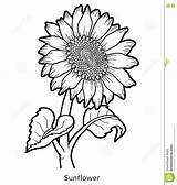 Girasole Colorare Sunflower Fiore Disegno Girasol Girasoli Girassol Flor Scegli Bacheca sketch template