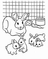 Coloring Pages Printable Bunny Comments Rabbit sketch template