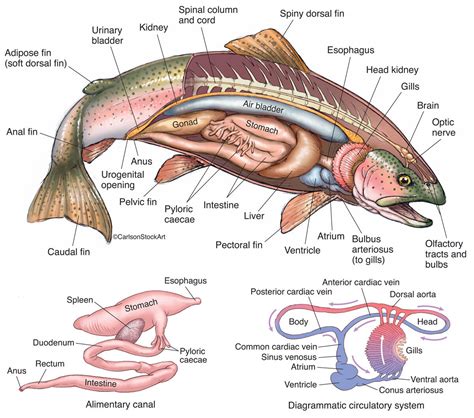 fish external anatomy anatomical charts posters