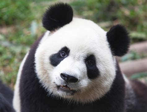 cute panda bears animals photo  fanpop