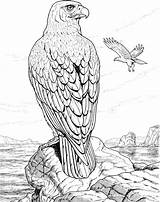 Coloring Pages Hawk Eagle Perched Rock Eagles Animals Realistic Wildlife Printable Color Drawing Kleurplaat Bald Colouring Bird Red Print Para sketch template