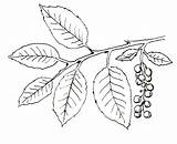 Ivy Poison Plant Drawing Coloring Pages Vine Getdrawings Plants sketch template