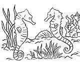 Seahorse Coloring Pages Print Printable Drawing Seahorses Realistic Template Ocean Adults Bell Templates Sketch Coloringbay Getdrawings Samanthasbell sketch template