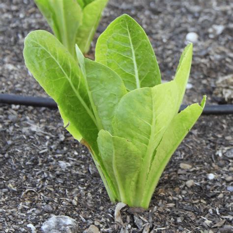 romaine lettuce seeds parris island