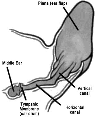 lateral ear resection mar vista animal medical center