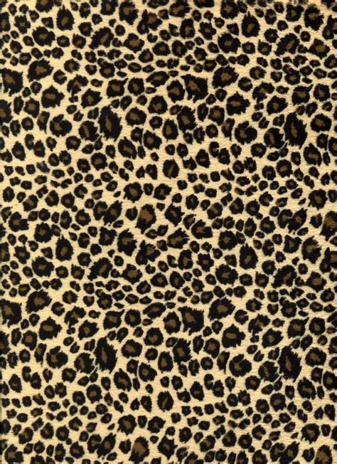 leopard print wallpaper  wallpapers hd wallpapers