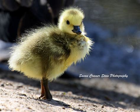 baby canada goose birds  blooms