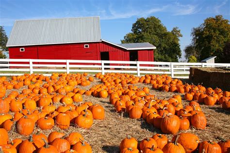 largest pumpkin patches    drive  nation