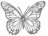 Butterfly Butterflies Drawings Drawing Line Coloring Pages Colour Realistic Native Animal Flower American Draw Flying Sketches Wallpaper Clipart Kids Monarch sketch template