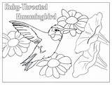 Coloring Hummingbird Pages Bird Humming Color Ruby Throated Adult Drawing Birds Kids Print Getdrawings Drawings Animals Colouring Draw Hummingbirds Choose sketch template