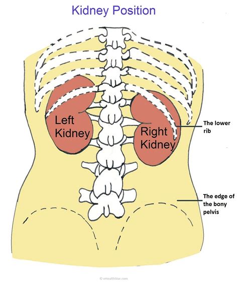 kidney pain location  symptoms ehealthstar