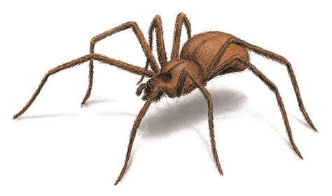 brown recluse spider prevalence