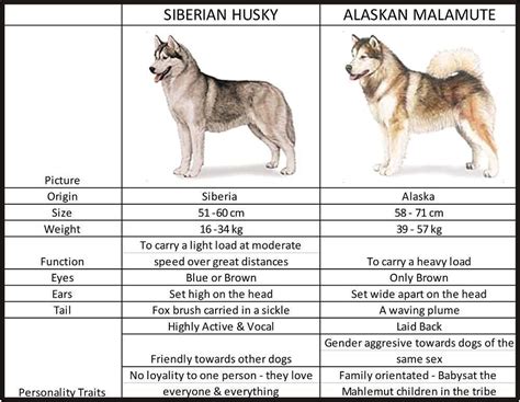 difference   siberian husky   alaskan malamute