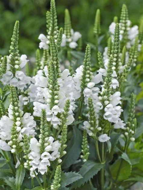 top  gorgeous white plants garden ideas decoor white plants