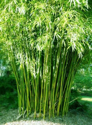 bamboo plants  bamboo plant   seasons