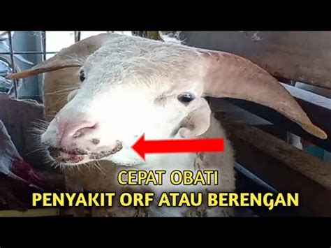 mengobati penyakit orfberengan  domba  mudah youtube