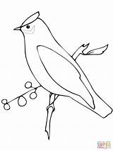 Waxwing Coloring Cedar Pages Printable Drawing Designlooter 1200 1600px 66kb sketch template