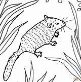 Coloring Dormouse Pages Printable Color Getdrawings Getcolorings Supercoloring Animal sketch template