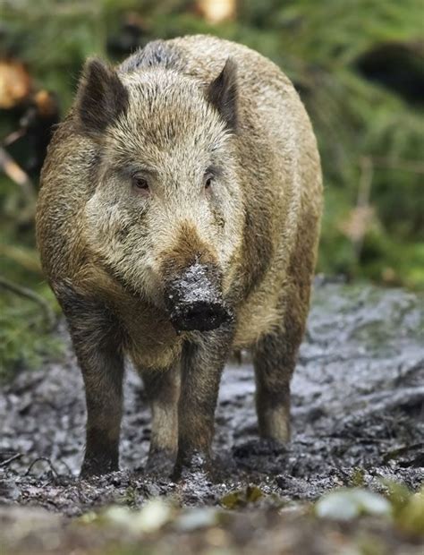wild boar britannica
