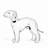 Bedlington Terrier Coloring Surfnetkids sketch template