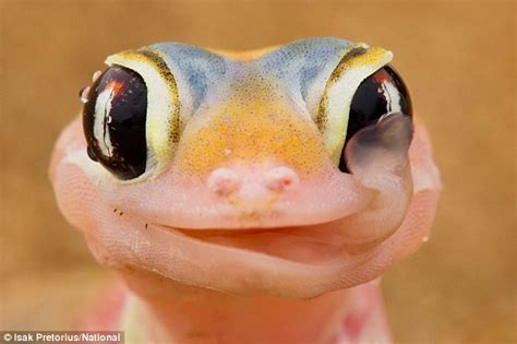 Cheeky Gecko Uses Tongue To Drink Morning Dew From His Eyes Daily