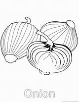 Onion Coloring 123coloringpages sketch template