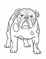 Buldog Angielski Kolorowanka Bulldogs Malvorlagen Bulldogge Bully Druku Animaux Hund Stencils Coloriage Ausdrucken Pferde Malowankę Wydrukuj sketch template